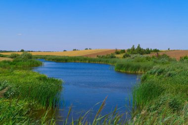 Bereketli yeşil bankalarla dolu nehir tarlaları tarlaları ekilmiş tahılları ekiyor ve yeni ekin için hazırlanıyor manzaralı bir tarım arazisinde.