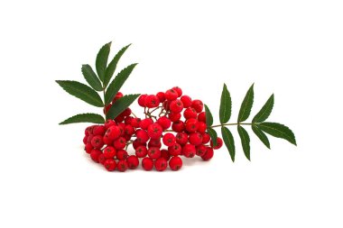 Sonbahar kırmızı Rowan meyvesi (dağ külleri, Sorbus aucuparia) beyaz arka planda izole edilmiştir.