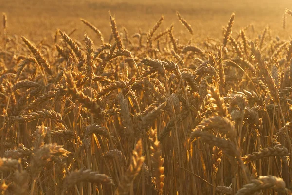 Backlit field of ripe ears of wheat bathed in the golden glow of the sun in a concept of food production and agriculture
