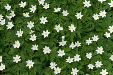 Anemone Ormanı 'nın beyaz halısı Windflower üst manzaralı. İlkbaharda çiçek açan ormandaki beyaz çiçekler.