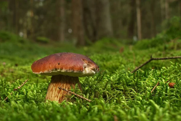 Wild Cep Boletus Mushroom Groeien Weelderig Groen Mos Een Bos — Stockfoto