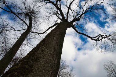 Gövdeden yukarıya, gölgeli bir ağacın çıplak dallarına bakıyorum kışın bulutlu mavi bir gökyüzüne karşı.