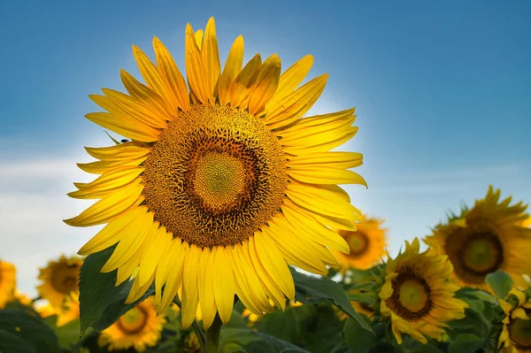Diğer ayçiçeklerinin tarımsal alanına karşı tek bir parlak sarı ayçiçeği. Yakın görünüm ve seçici odak