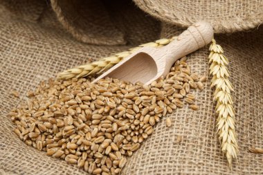 Buğday tohumu ve tahıl kepçesi, olgunlaşmış buğday kepçesinin yanında sağlıklı beslenme ve yeni tahıl hasat konsepti.