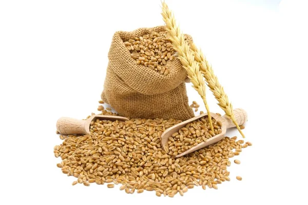 Wheat Grain Seeds Spilling Jute Sack Two Wooden Scoops Ripe — Stock Photo, Image