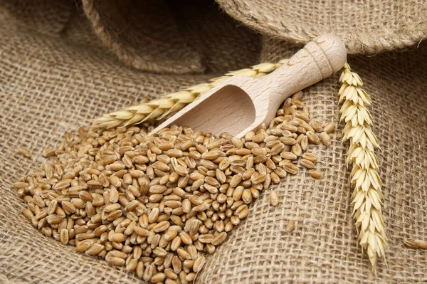 Buğday tohumu ve tahıl kepçesi, olgunlaşmış buğday kepçesinin yanında sağlıklı beslenme ve yeni tahıl hasat konsepti.