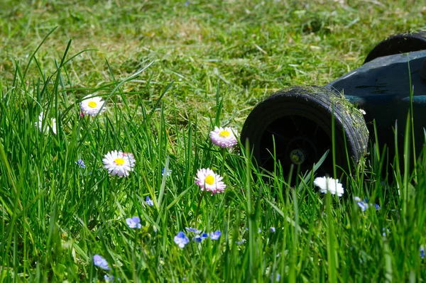 Delikatne Białe Różowe Wiosenne Kwiaty Zielonym Ogrodzie Trawnik Kosiarką Elektryczną — Zdjęcie stockowe