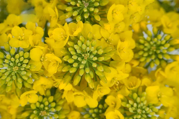 Flowering Canola Rape Blossoms Closeup Viewed — стоковое фото