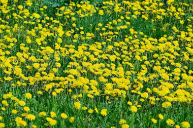 Sarı karahindiba. Baharda çayırlarda açan sarı karahindiba çiçekleri (Taraxacum officinale)