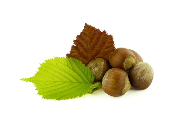 Hazelnuts Hazel Leaves Selective Focus View Isolated White Background — Stock Fotó