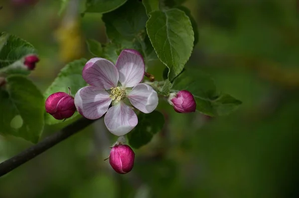 Blooming Apple Tree Branch Spring Background Shallow Depth Field — Photo