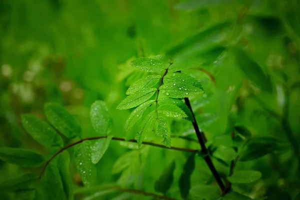 Капли Дождя Рябины Европейская Зола Sorbus Aucuparia Природа Климат — стоковое фото