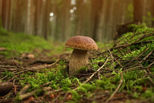 Вид Низкого Угла Cep Boletus Mushroom Растущий Пышном Зеленом Мхе — стоковое фото
