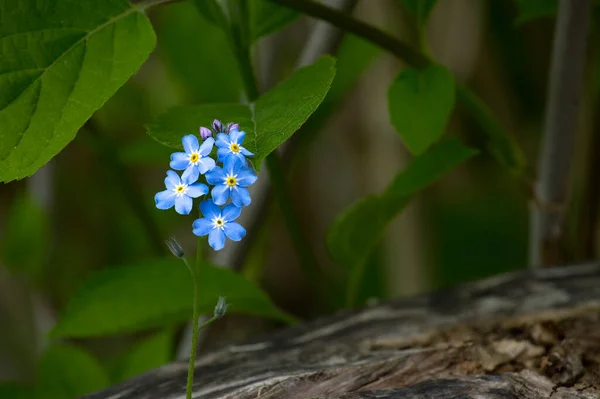 Myosotis Alpestris Belas Pequenas Flores Azuis Conhecidas Como Forget — Fotografia de Stock
