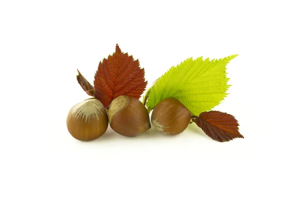 Hazelnuts Hazel Leaves Selective Focus View Isolated White Background — стоковое фото