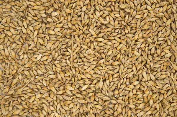 Barley Seeds Outer Husk Background Surface Barley Grains Hordeum Vulgare — Stock Photo, Image