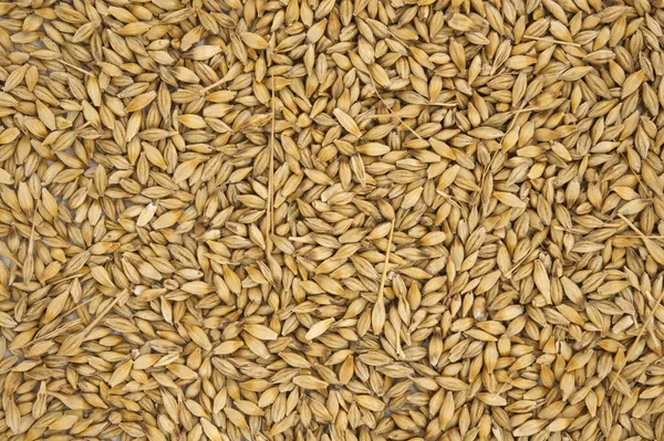 Arpa taneciklerinin dış kabuğu, arka planı ve yüzeyine sahip arpa tohumları (Hordeum vulgare)