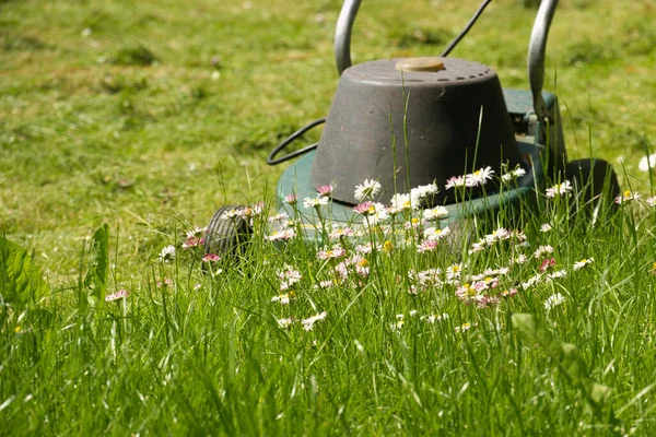 带电动割草机的季节和庭院维修概念及绿色花园草坪上精致的白色和粉色春花 — 图库照片