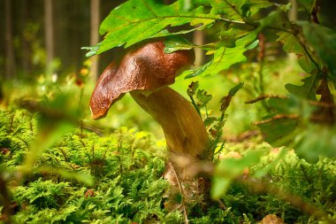 Vahşi Cep ya da Boletus Mantarı, meşe yaprağının altındaki bir ormanda yemyeşil yosunlarda yetişiyor.