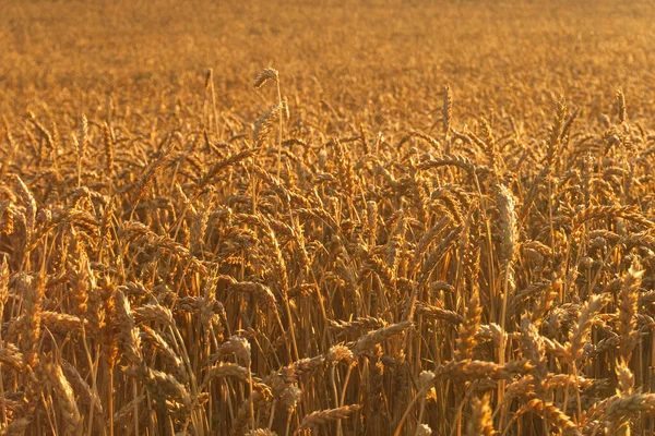 Backlit field of ripe ears of wheat bathed in the golden glow of the sun in a concept of food production and agriculture