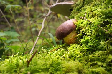 Cep ya da Boletus mantarı ormanda yemyeşil yosun üzerinde yetişir, alçak açı (Boletus edulis)