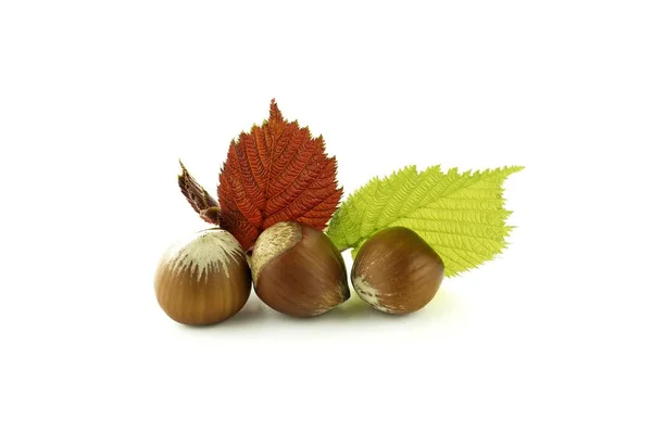 Hazelnuts Hazel Leaves Selective Focus View Isolated White Background — стоковое фото