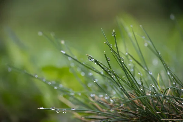 Halme Von Frischem Frühlingsgras Mit Regentropfen Oder Tautropfen Die Auf — Stockfoto