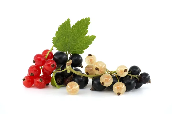 Fresh Ripe Blackcurrant Redcurrant White Currant Berries Leaf Isolated White — ストック写真