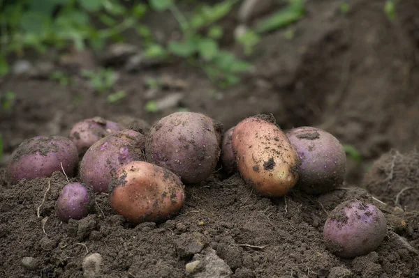 Pile Newly Harvested Multicolored Potatoes Farm Field Concept Food Cultivation —  Fotos de Stock