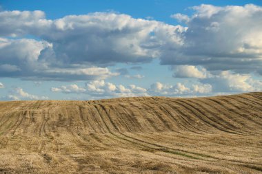 Harvested field of wheat in a scenic agricultural landscape of rolling hills under a blue sky with fluffy white clouds