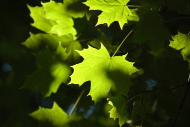 Maple leaves illuminated by an early morning sun. Young maple leaves growing on the head of a branch, backlight with selective focus