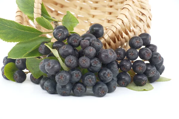 Aronia Commonly Known Chokeberry Leaves Freshly Picked Homegrown Aronia Berries — Stockfoto