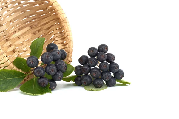 Aronia Vulgarmente Conhecida Como Chokeberry Com Folhas Bagas Aronia Recém — Fotografia de Stock