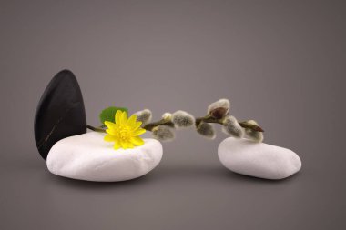 Black and white stones and yellow spring flower, catkin twig in a spa still life with calm shades of gray with free copy space for text