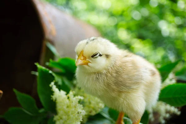 A baby chick viewed at ground level in greenery and grass outdoors in a field or garden with shallow depth of field