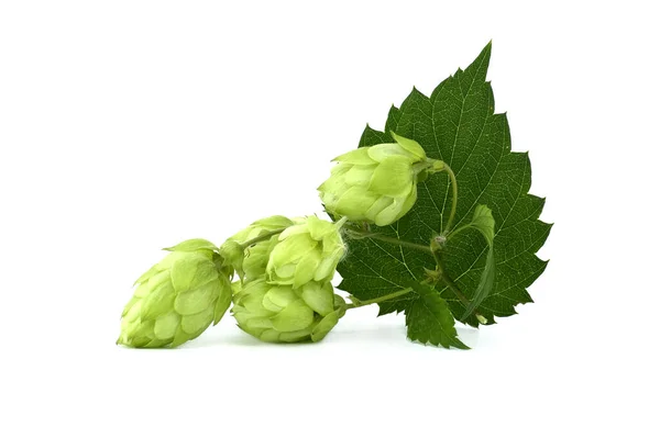 Hop Cones Leaf Fresh Green Hops Branch Isolated White Background — Stockfoto