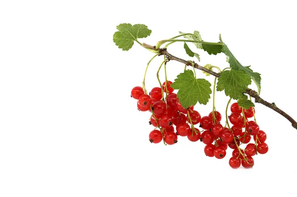 Fresh Ripe Redcurrant Branch Isolated White Background — 图库照片