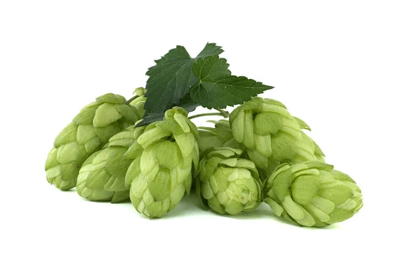 Hop cones with leaf, fresh green hops branch isolated on a white background