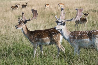 Leucistic variants of European fallow deer. Male (buck) of fallow deer