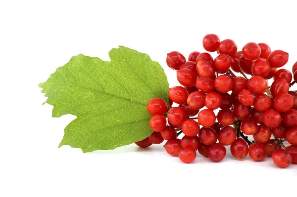 Guelder Rose Viburnum Opulus Plantam Bagas Folhas Isoladas Fundo Branco — Fotografia de Stock