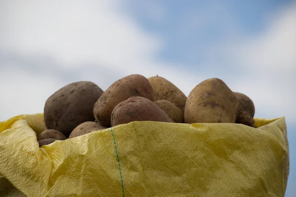 Freshly dug potatoes in bag, low angle view, harvesting and food cultivation