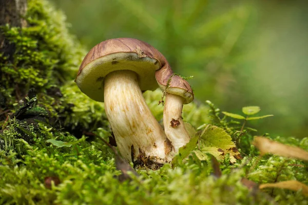 Vahşi Boletus Pinophilus Mantarı Ormandaki Yemyeşil Yosunlarda Yetişiyor Düşük Açılı — Stok fotoğraf