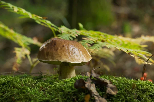 Niski Kąt Widzenia Cep Lub Boletus Grzyb Rośnie Bujny Zielony — Zdjęcie stockowe