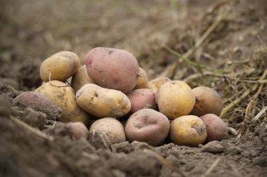 Yeni hasat edilmiş patatesler zengin kahverengi toprağı, organik aile çiftliğini düşük açılı görüyor.