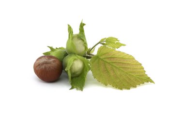 Young hazelnuts and ripe brown hazelnuts isolated on white background