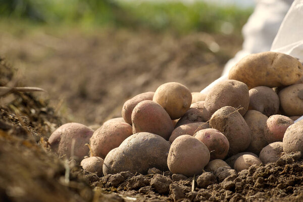 Newly dug potatoes in a organic family farm field, low angle view on rich brown earth in a concept of food cultivation