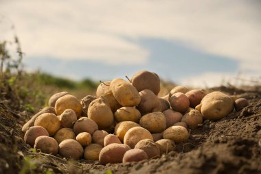 Yeni kazılmış ya da hasat edilmiş patates yığını zengin kahverengi toprağa düşük açılı bir bakış açısıyla gıda ekimi kavramında