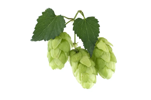 Sprig of green hops cones with leaves isolated on a white background, beer or beverage still life