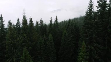 Dağlardaki Yağmurlu Hava 'dan sonra havadan çekim. Puslu Sis Çam Ağacı Ormanı 'nı silip süpürüyor. Misty Day 'deki dağ tepelerindeki Spruce Ormanı ağaçlarının hava görüntüleri. Güzel Sonbahar Ormanı 'nda sabah sisi.