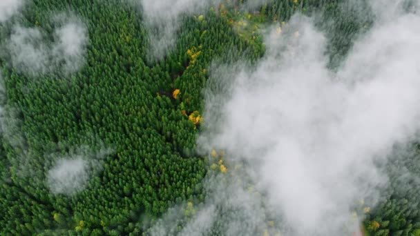 Imágenes aéreas de aviones no tripulados: Montañas Otoño Bosque Vapor después de la lluvia. — Vídeos de Stock